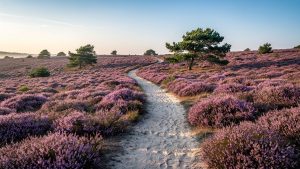 Tagesausflug Lüneburger Heide: Dein ultimativer Guide für Natur pur und neue Abenteuer 2026